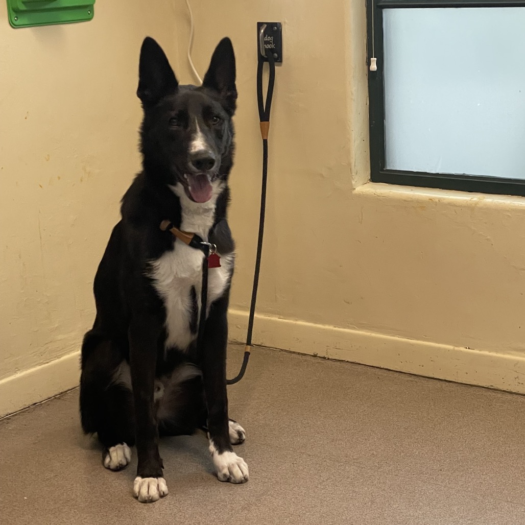 Shelter Stray Male Dog last seen , 361 S Raymond Ave, Pasadena, CA 91105, USA