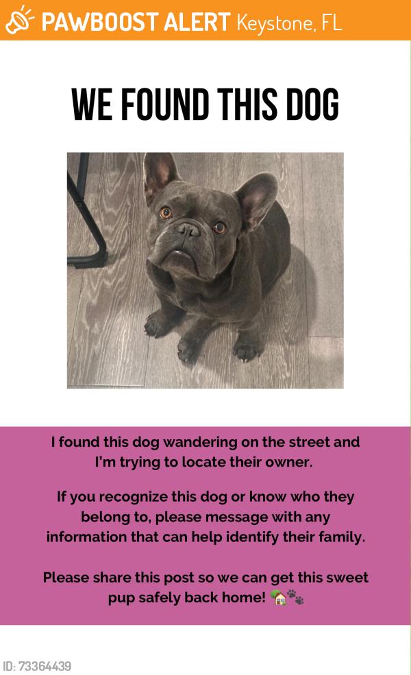 Found/Stray Male Dog last seen Van dyke rd, Keystone, FL 33556