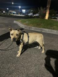 Found/Stray Female Dog last seen S. Somerset Rd and Garfield Ave, Paramount, CA 90805
