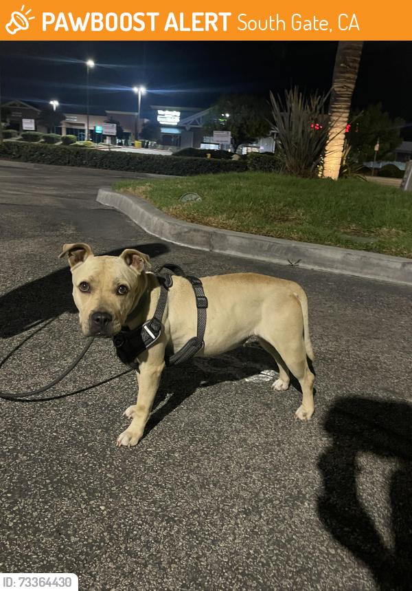 Found/Stray Female Dog last seen S. Somerset Rd and Garfield Ave, Paramount, CA 90805