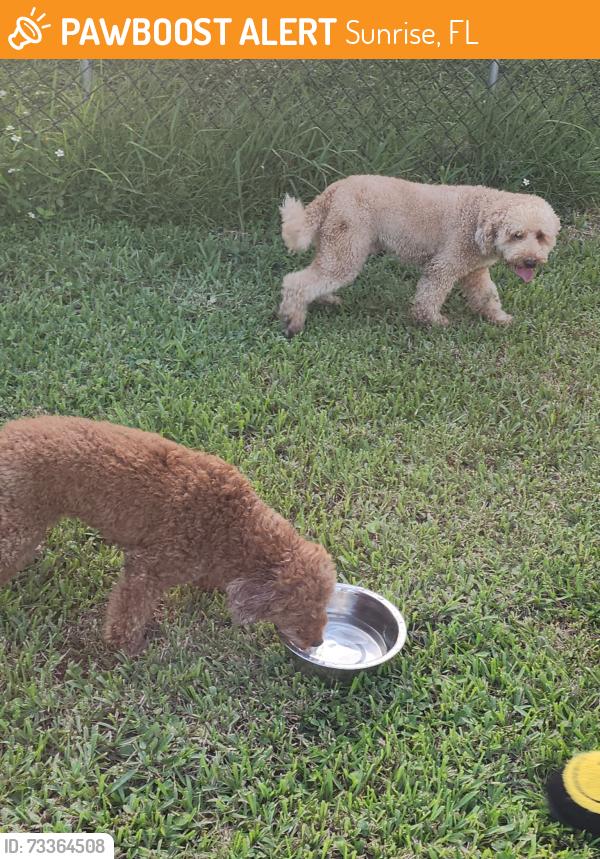 Found/Stray Female Dog last seen NW 42 2nd Street and 120th, Sunrise, FL 33351