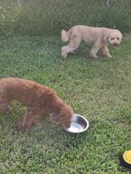 Found/Stray Female Dog last seen NW 42 2nd Street and 120th, Sunrise, FL 33351