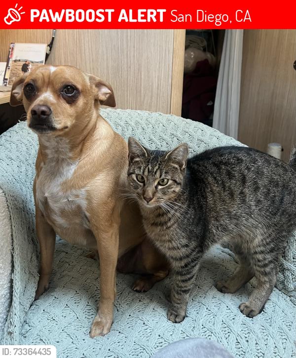 Lost Male Cat last seen Dwight Street, San Diego, CA 92104