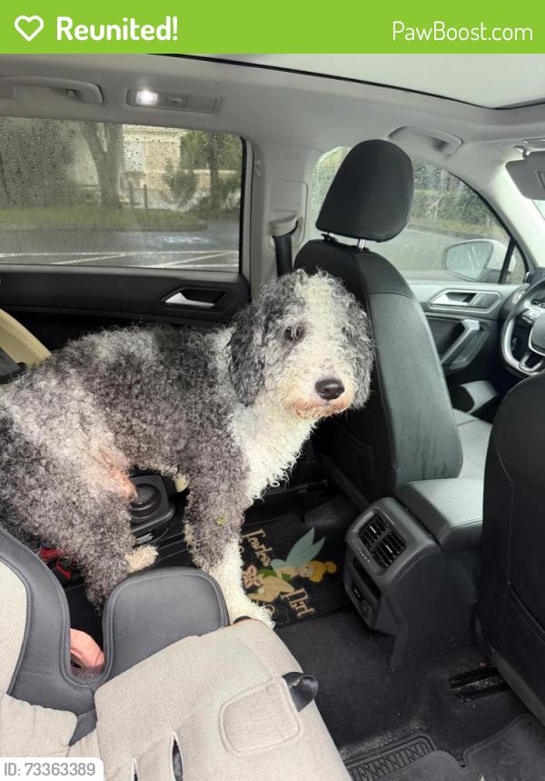 Reunited Male Dog last seen Braden run and 59th Ave E, Manatee County, FL 34202