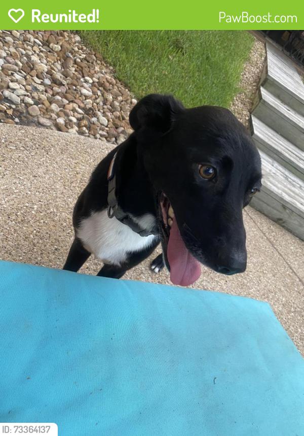 Reunited Male Dog last seen Wayside Drive & Esther Blvd, Bryan, TX 77802