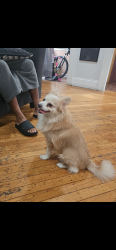 Found/Stray Unknown Dog last seen Farmingdale, Farmingdale, NY 11735