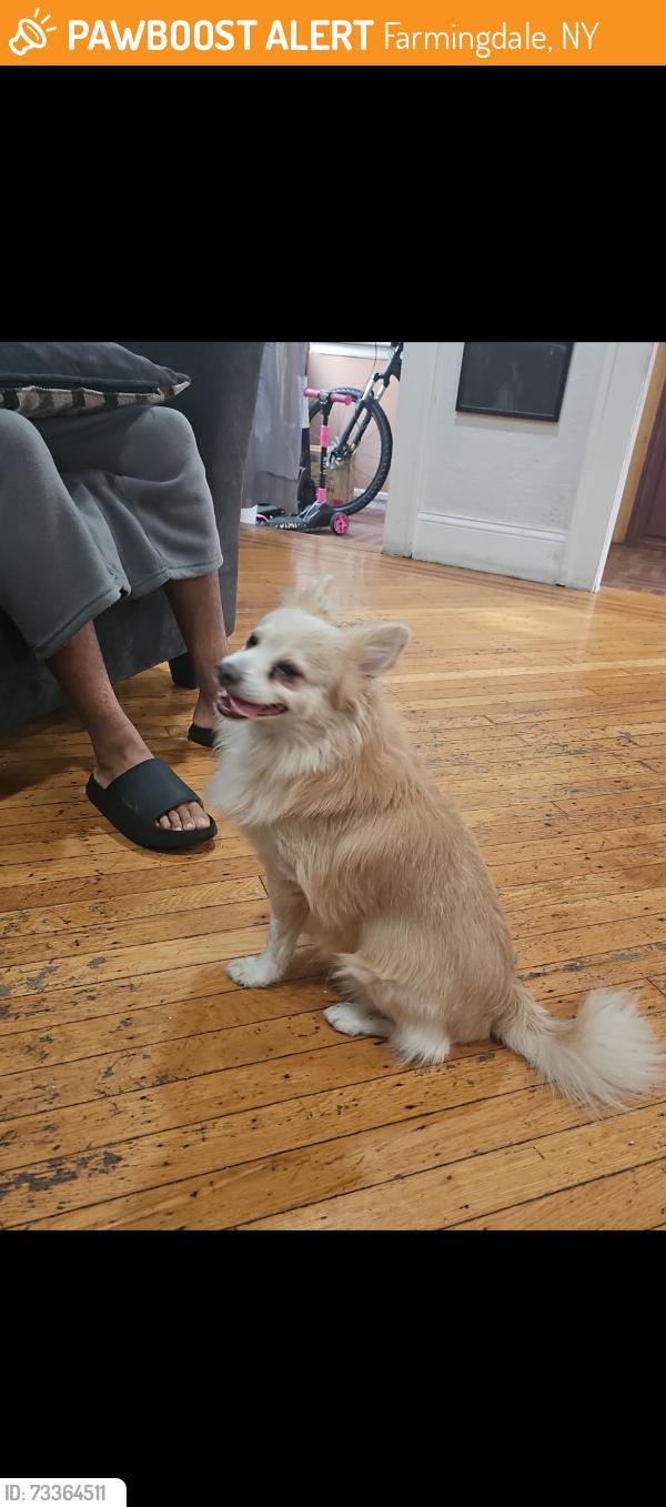 Found/Stray Unknown Dog last seen Farmingdale, Farmingdale, NY 11735