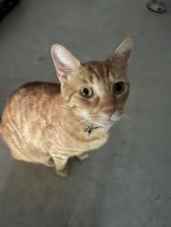 Reunited Male Cat last seen sand key ln, Wesley Chapel, FL 33545