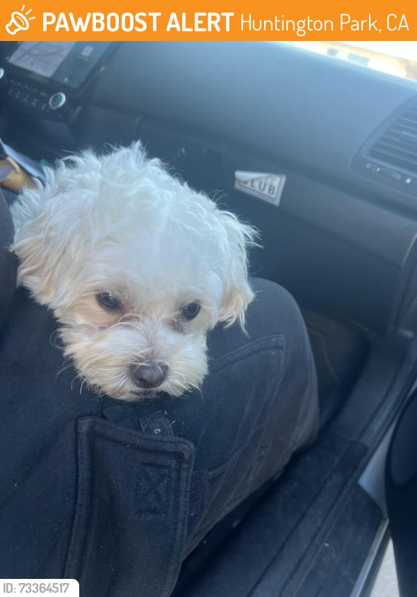 Found/Stray Unknown Dog last seen Found round by the coffee shop it ran from salt lake too the coffee shop so we picked it up, Huntington Park, CA 90201