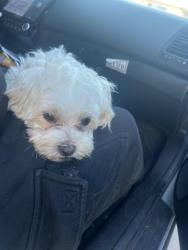 Found/Stray Unknown Dog last seen Found round by the coffee shop it ran from salt lake too the coffee shop so we picked it up, Huntington Park, CA 90201