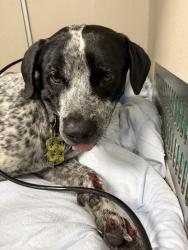 Found/Stray Male Dog last seen Near Gulf Fwy, Webster, TX 77598