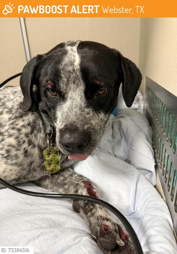 Found/Stray Male Dog last seen Near Gulf Fwy, Webster, TX 77598