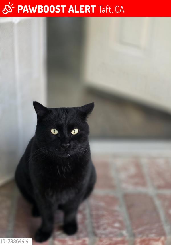 Lost Male Cat last seen Birch, Taft, CA 93268
