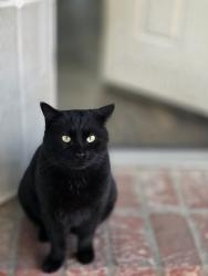 Lost Male Cat last seen Birch, Taft, CA 93268