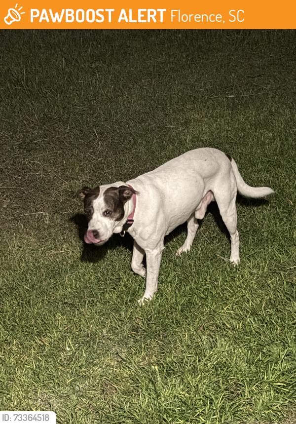 Found/Stray Male Dog last seen Pamplico hwy/canal dr, Florence, SC 29501