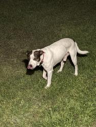 Found/Stray Male Dog last seen Pamplico hwy/canal dr, Florence, SC 29501