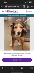 Lost Female Dog last seen Oceanway Middle School and N. Main St, Jacksonville, FL 32218