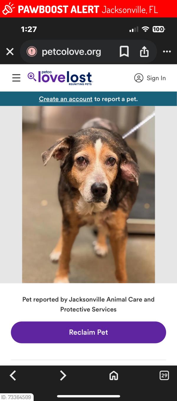 Lost Female Dog last seen Oceanway Middle School and N. Main St, Jacksonville, FL 32218