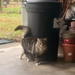 Lost Male Cat last seen Rays road, DeKalb County, GA 30083