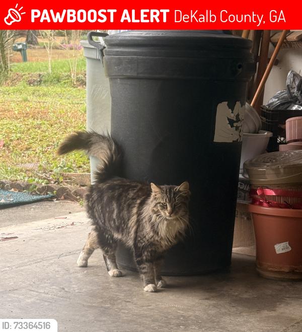 Lost Male Cat last seen Rays road, DeKalb County, GA 30083