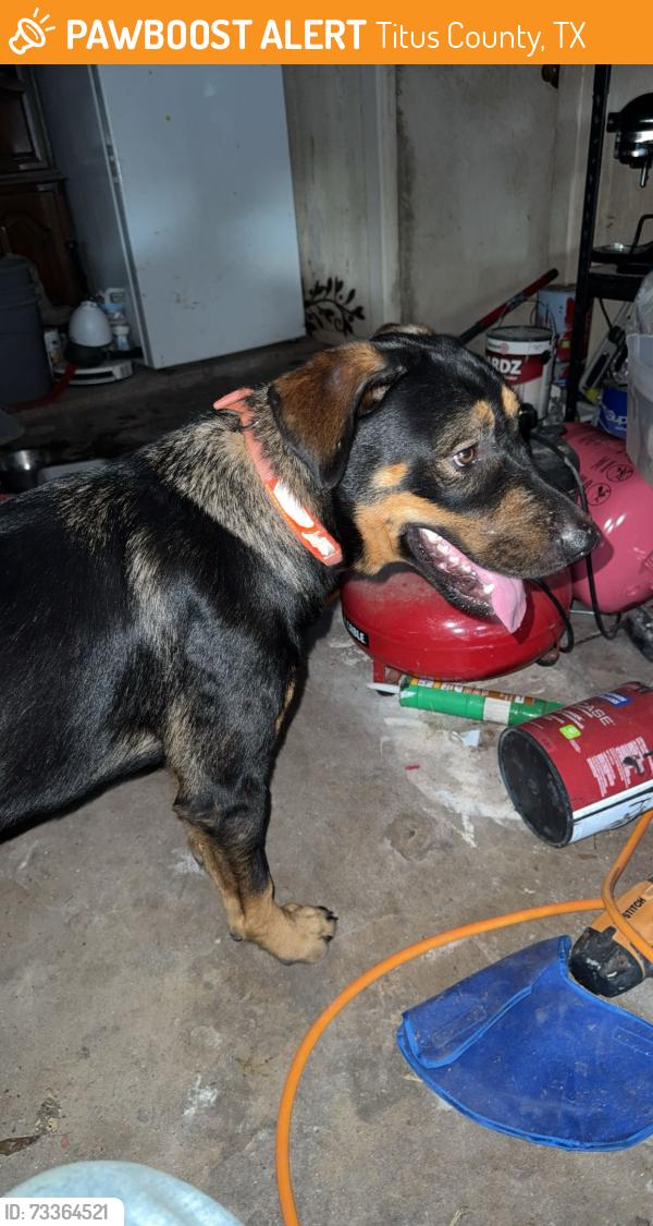 Found/Stray Male Dog last seen Near, Titus County, TX 75487