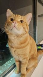 Lost Male Cat last seen Near Duke Street and S Jordan Street, Alexandria, VA 22304