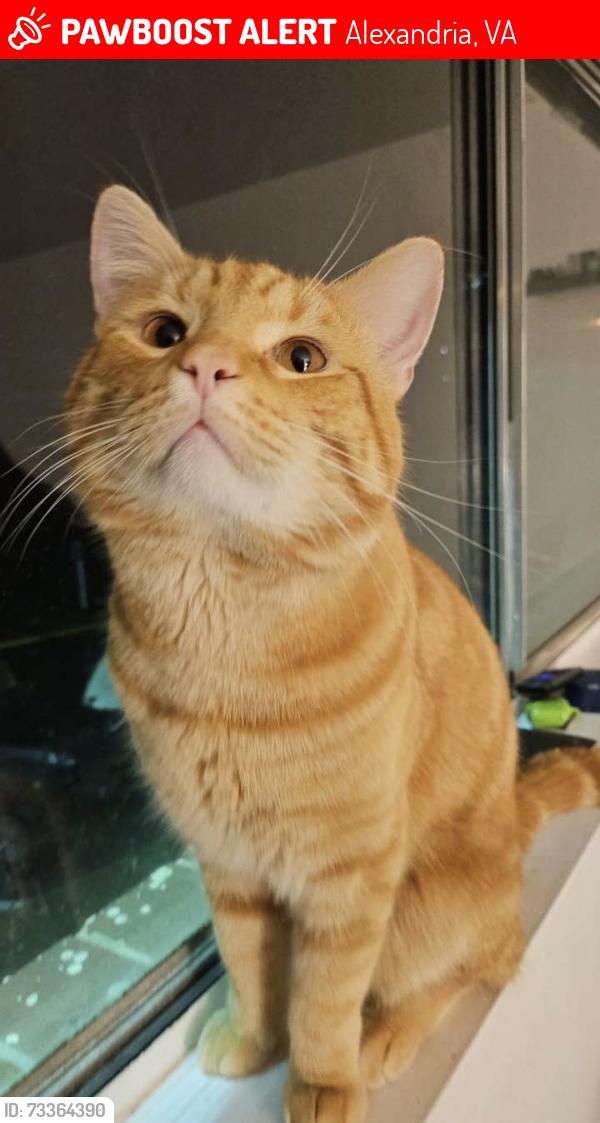 Lost Male Cat last seen Near Duke Street and S Jordan Street, Alexandria, VA 22304