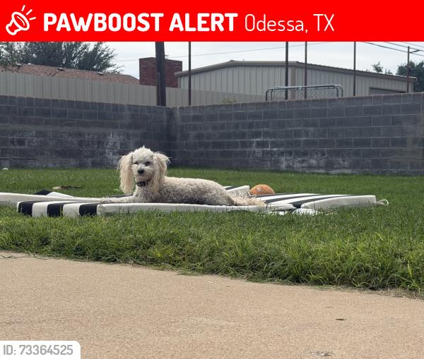Lost Female Dog last seen University and oakwood, Odessa, TX 79761