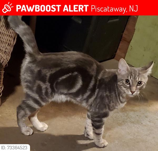 Lost Male Cat last seen 8th and Pelham, Piscataway, NJ 08854