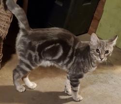 Lost Male Cat last seen 8th and Pelham, Piscataway, NJ 08854