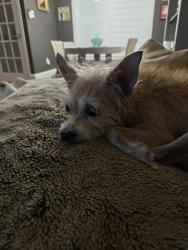 Reunited Female Dog last seen S 6th st and Wolf st, Philadelphia, PA 19148