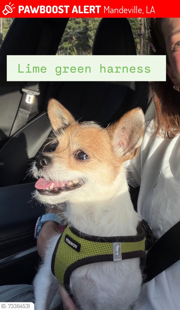 Lost Female Dog last seen Across from Franco’s, Mandeville, LA 70471