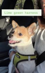 Lost Female Dog last seen Across from Franco’s, Mandeville, LA 70471