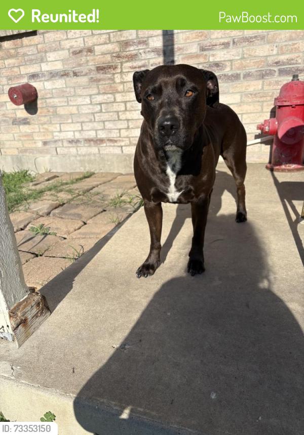 Reunited Female Dog last seen Near Whistle Stop Dr, Temple, TX 76502, USA, Temple, TX 76502