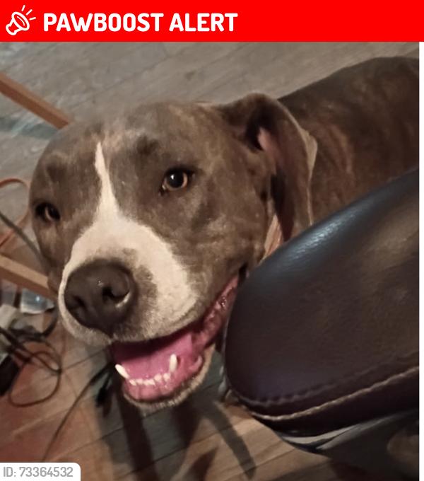 Lost Female Dog last seen Tully and Kiernan Modesto, Stanislaus County, CA 95356