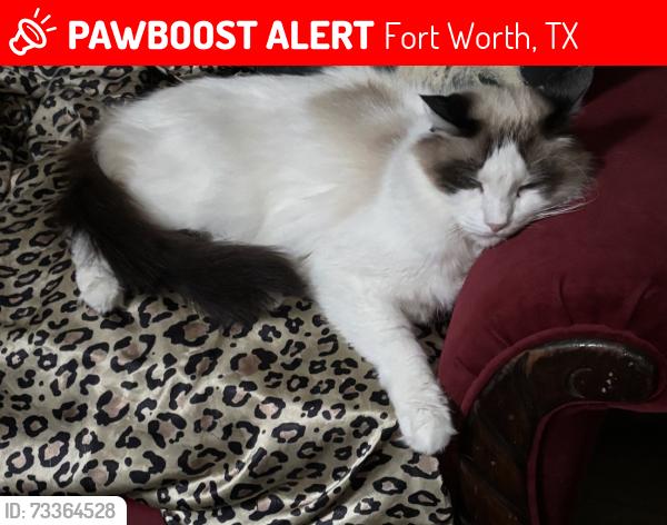 Lost Male Cat last seen Near Block of Madeira Drive Fort Worth Texas, Fort Worth, TX 76112