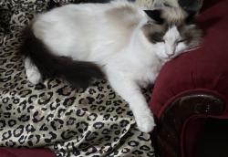 Lost Male Cat last seen Near Block of Madeira Drive Fort Worth Texas, Fort Worth, TX 76112