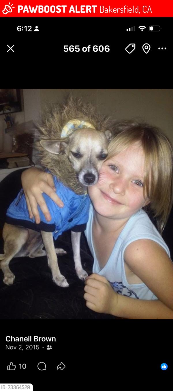 Lost Female Dog last seen California and union (grocery store parking lot), Bakersfield, CA 93301
