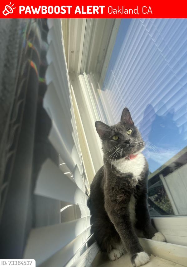 Lost Female Cat last seen 62nd ave Bancroft, Oakland, CA 94605