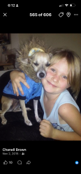 Lost Female Dog last seen California and union (grocery store parking lot), Bakersfield, CA 93301