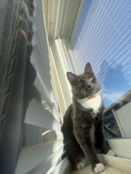 Lost Female Cat last seen 62nd ave Bancroft, Oakland, CA 94605