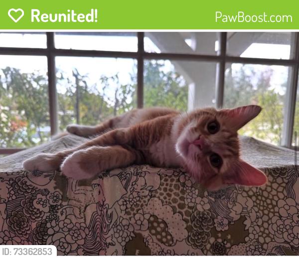 Reunited Male Cat last seen Upland Avenue, Los Angeles, CA 90731