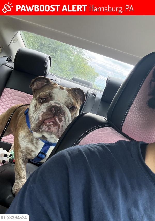 Lost Male Dog last seen Riverfront park, Harrisburg, PA 17102