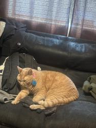 Lost Female Cat last seen eastland and ridgedale, Snellville, GA 30078