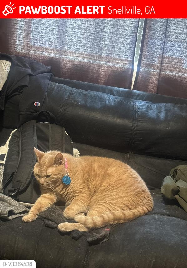 Lost Female Cat last seen eastland and ridgedale, Snellville, GA 30078