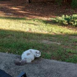 Found/Stray Unknown Cat last seen Jungle near 13300 morris road, Alpharetta, GA 30004