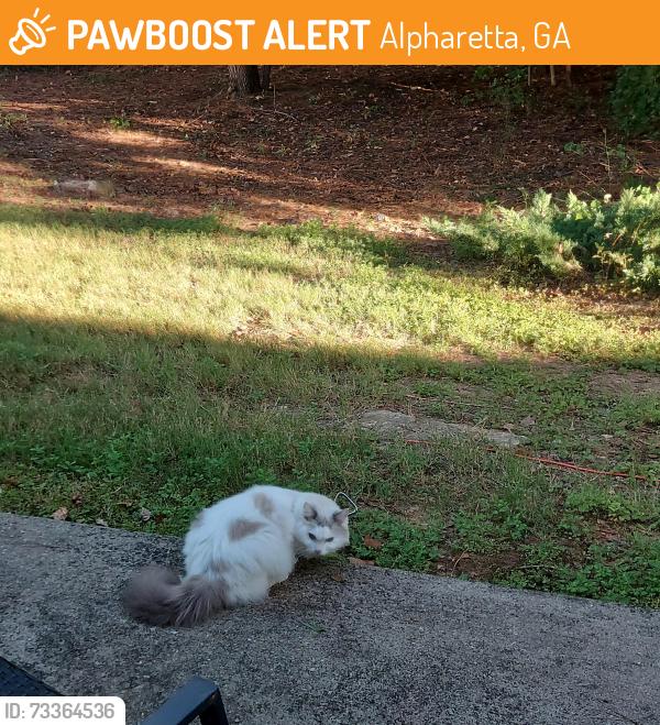 Found/Stray Unknown Cat last seen Jungle near 13300 morris road, Alpharetta, GA 30004