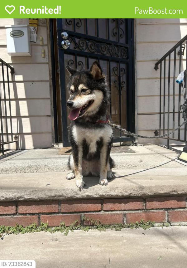 Reunited Female Dog last seen Near st, Queens, NY 11356