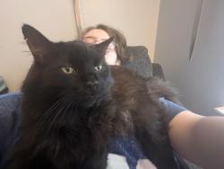 Reunited Male Cat last seen Motley court and Deedra Avenie, Pensacola, FL 32514