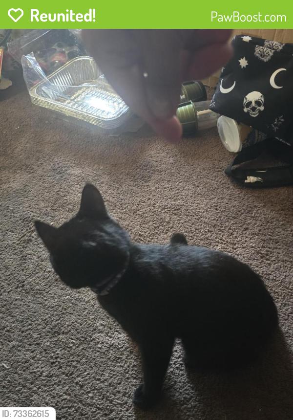 Reunited Male Cat last seen Mar vista and Orange Grove, Pasadena, CA 91106